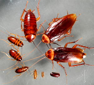 Cockroach Control