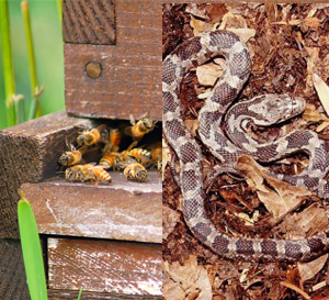 Honey Bees And Snakes Pest Control Services