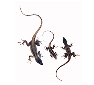 Lizards Control