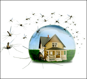 Mosquito Control