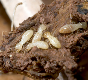 Termite Pest Control Ulhasnagar